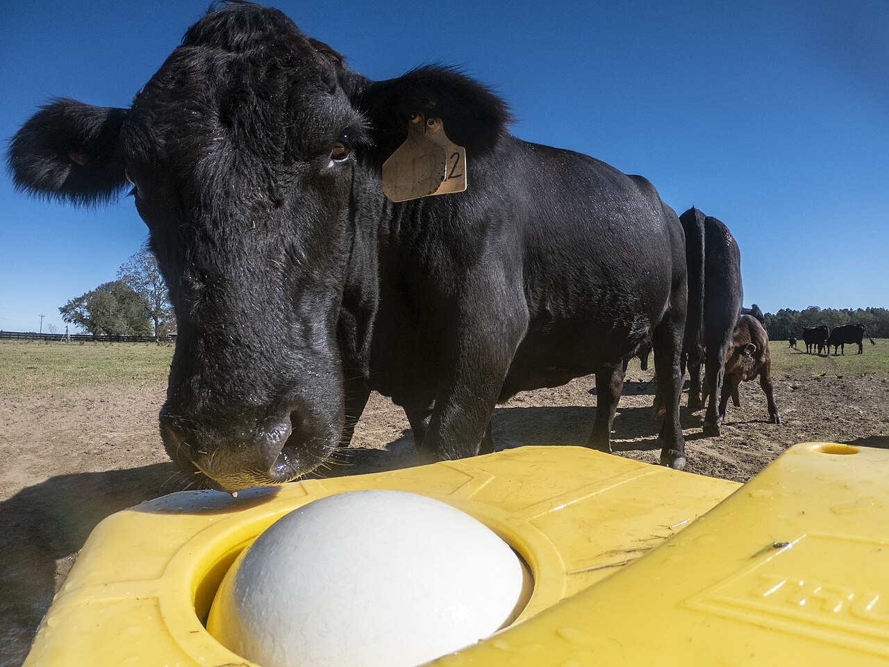 Bovino bebiendo en un abrevadero de bola en una explotación agrícola